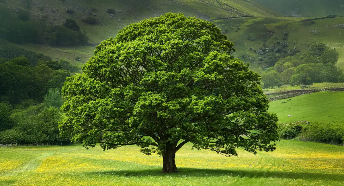 Meşe Ağacı Özellikleri: Mobilyadan İnşaata Kullanım Alanları