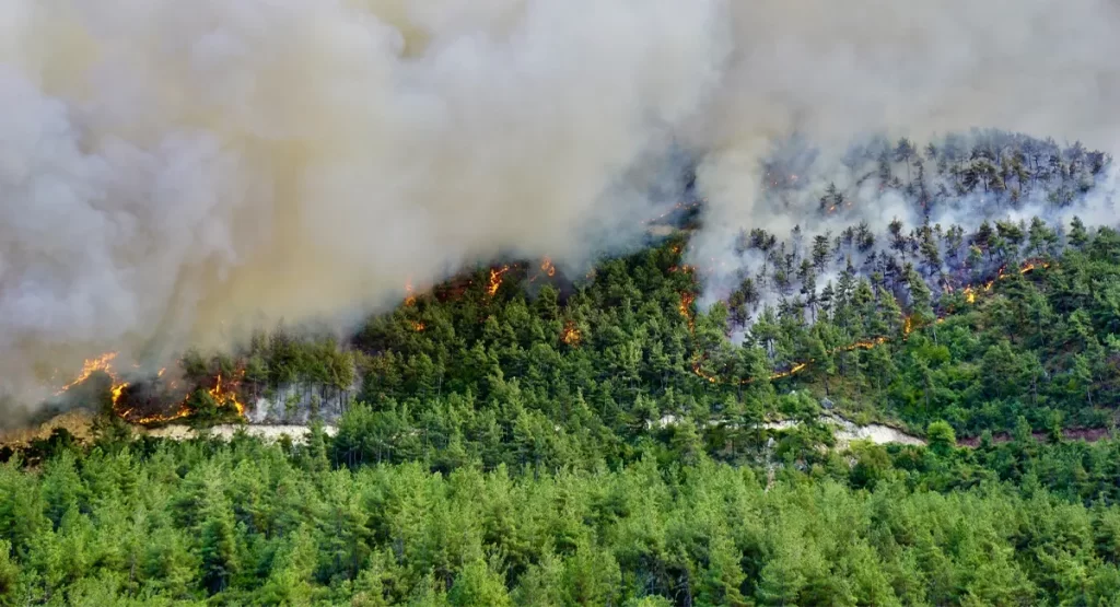 Türkiye’de Orman Yangınları: Nedenleri, Sonuçları